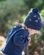 Toshi Organic Mystical Beanie