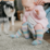Lamington Knee High Socks