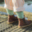 Lamington Crew Socks